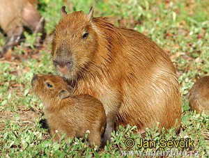 kapybara--kapybara-7.jpg