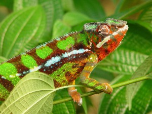 exotický chameleon